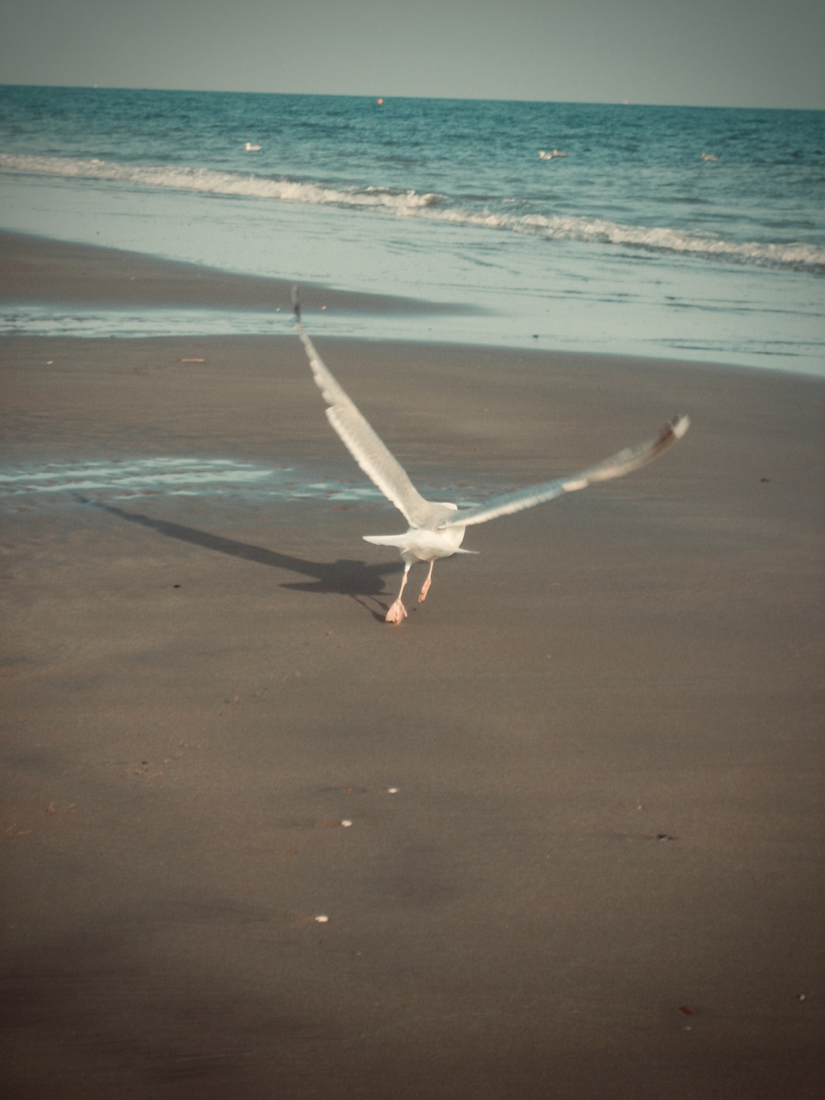 A seagull lifting off the wet sand of a beach at low tide, wings outstretched against the sea.