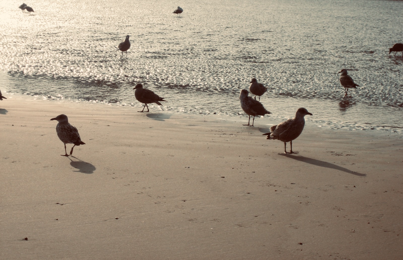 A scattered flock of seagulls standing on the wet sand at the water's edge in golden evening light.