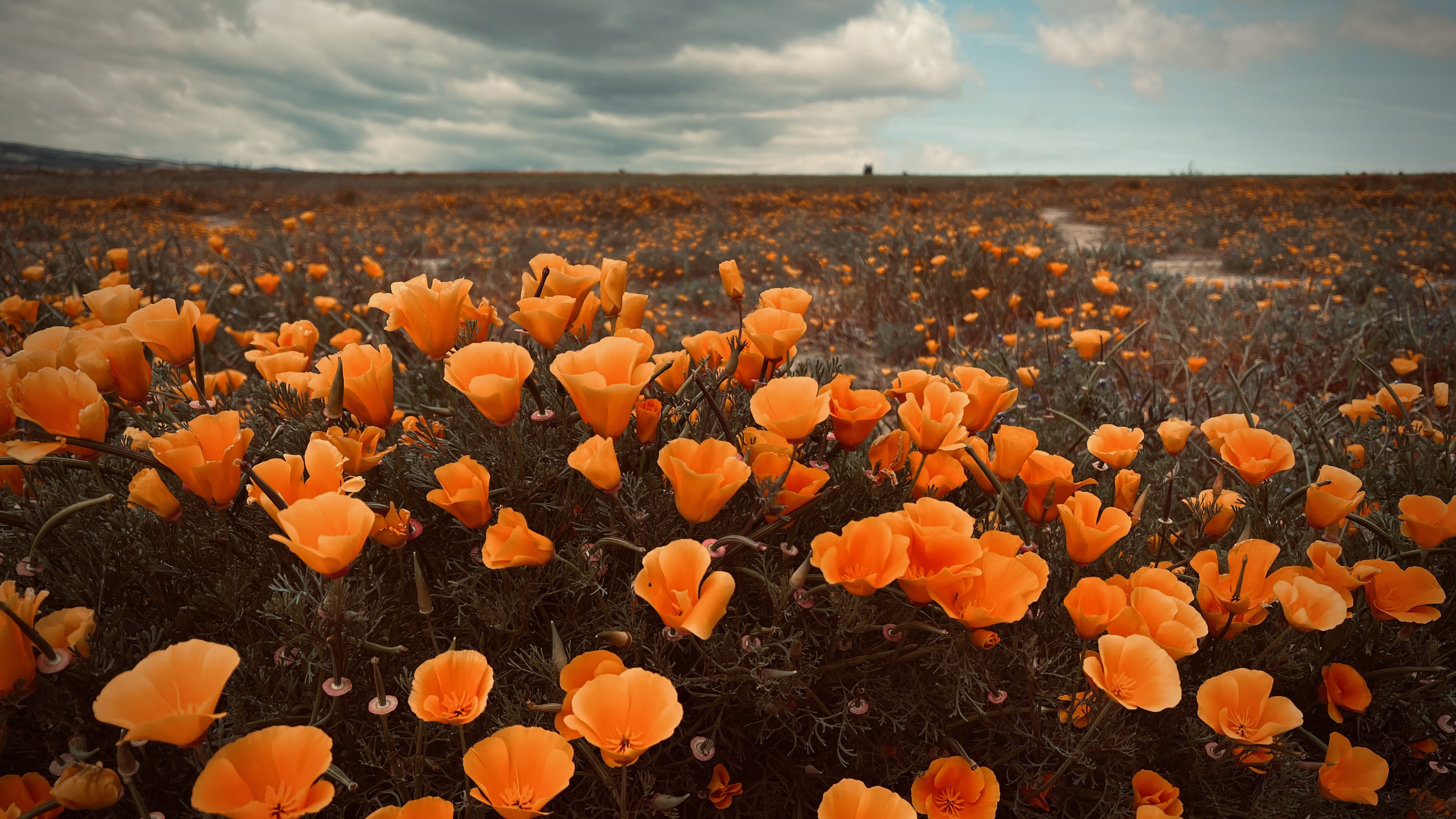 A field of bright orange California poppies in superbloom under dramatic clouds.