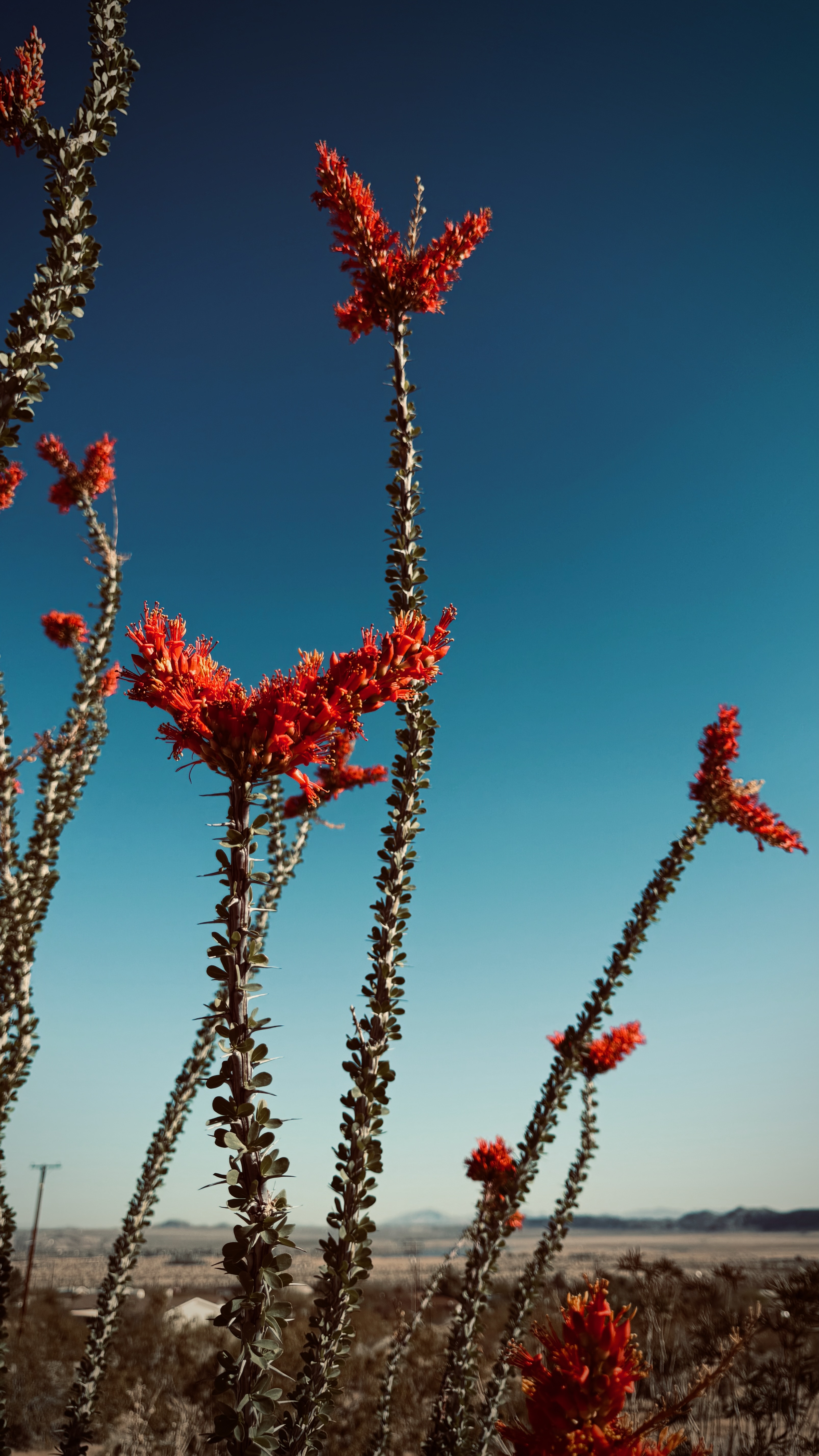 Red ocotillo flowers blooming from spiny desert stalks against a deep blue sky.